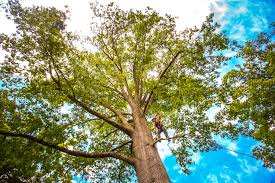 How Our Tree Care Process Works  in  Los Ranchos, CA