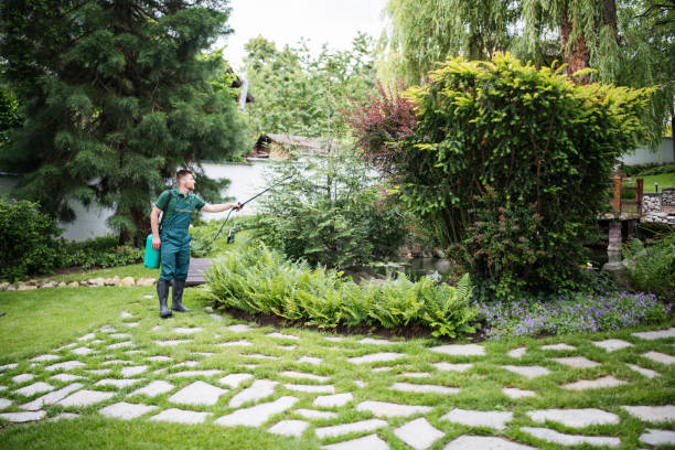 Lawn Maintenance Plans in Los Ranchos, CA