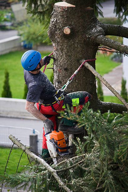 Best Pest Control for Lawns  in Los Ranchos, CA