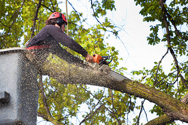 Professional Tree Services in Los Ranchos, CA